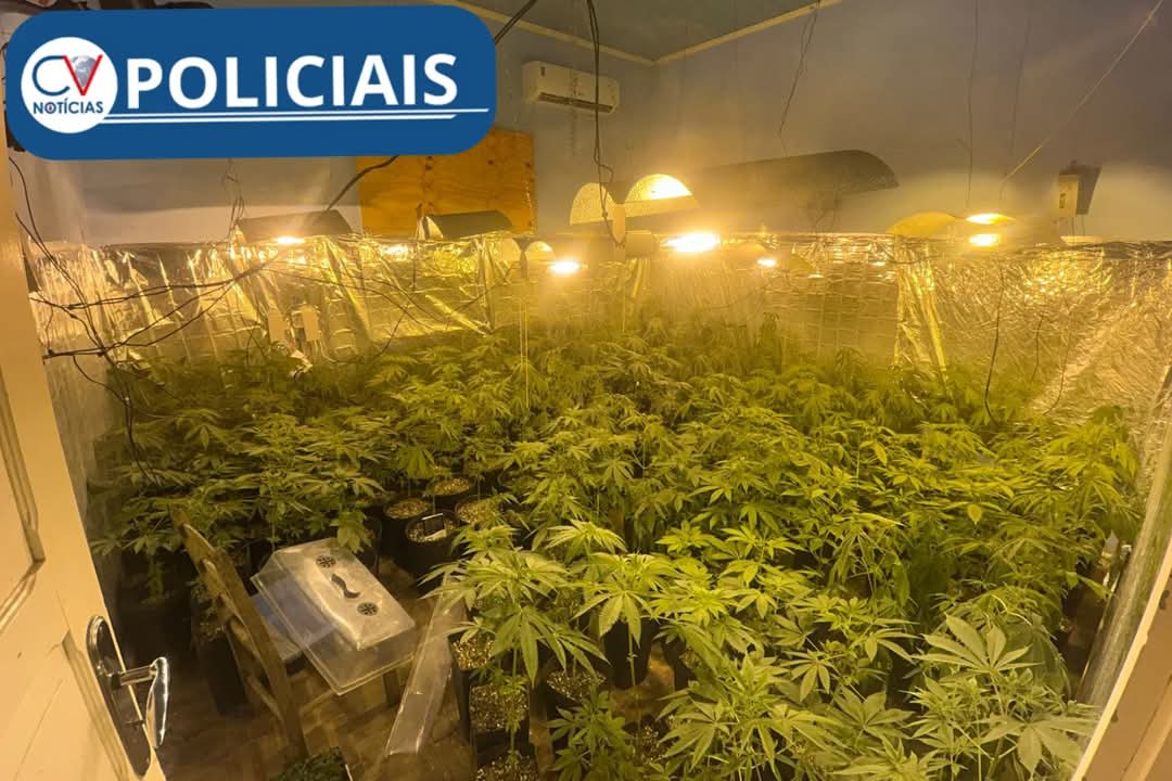 415 pés de maconha são apreendidas numa estufa em Campo Largo